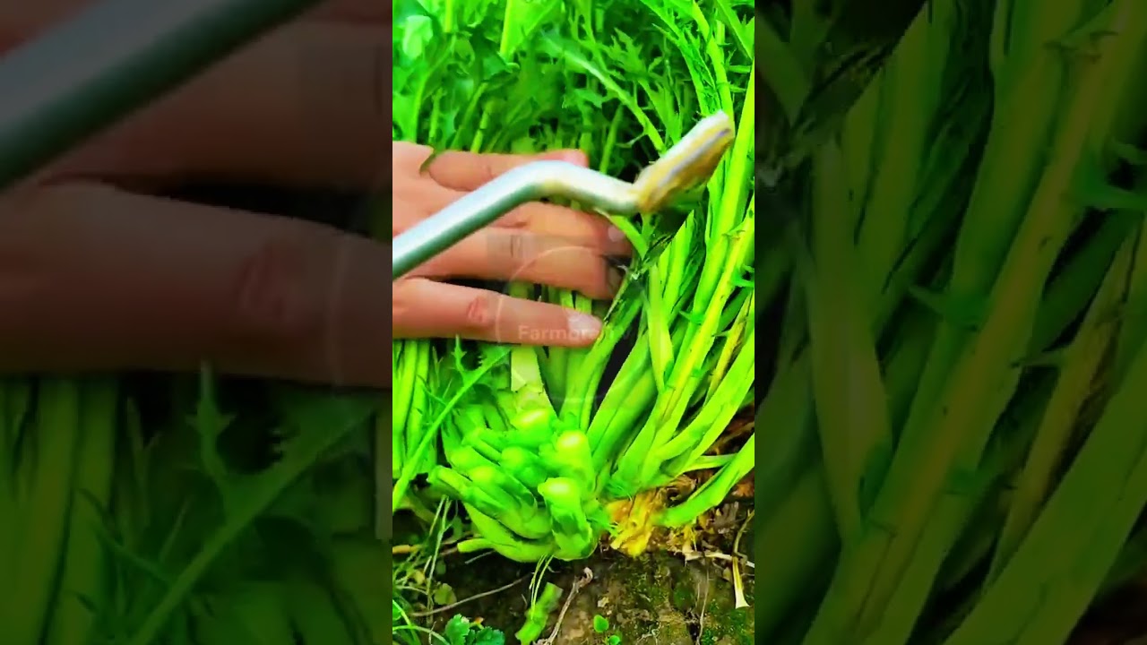 Fast & Fresh: Leafy Green Harvest! 🥬✂️ #farmoratv #nature #asmr