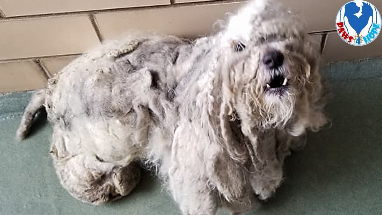 Rescue Poor Dog With 4 lbs Of Matted Fur All Over His Body Was Found Under a Bush In Terrible Shape
