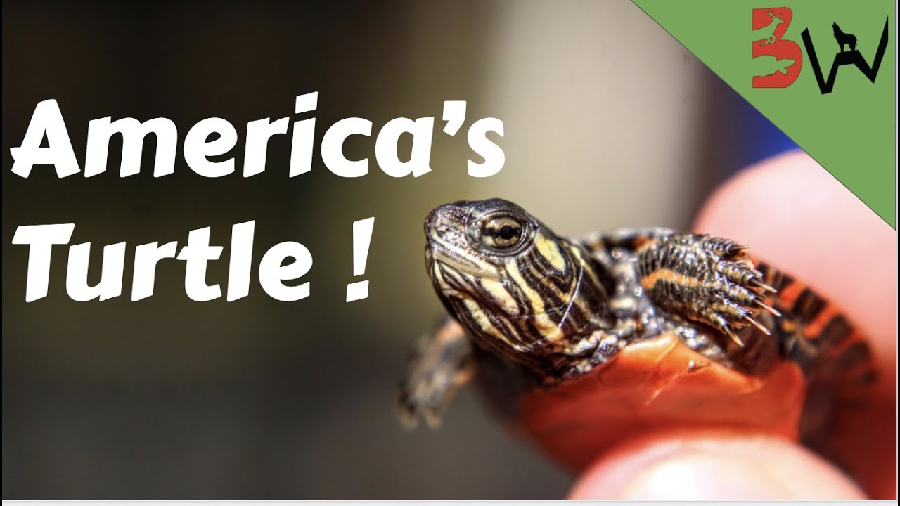 Life of the Painted Turtle
