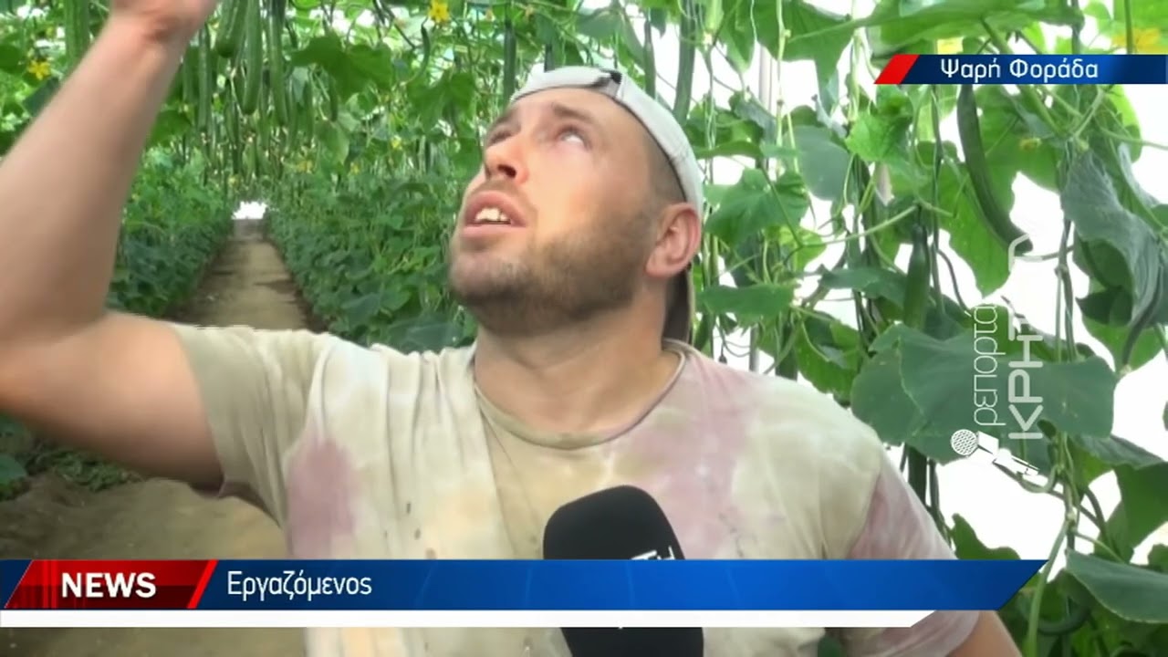 Πρωτοποριακή μέθοδος καλλιέργειας αγγουριών σε κρεβατίνες