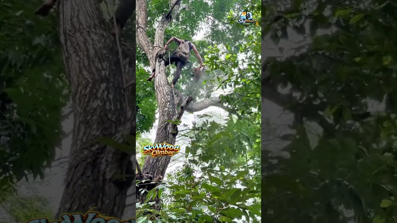 Insane Tree Cutting Skills 🌲 | Pro Chainsaw Operator
