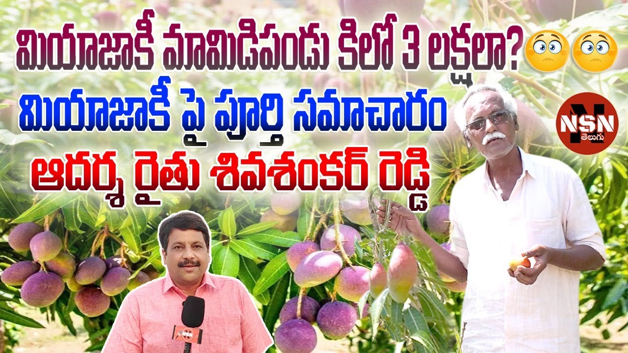 మియాజాకీ మామిడిపండు కిలో 3 లక్షలు ధర పలుకుతుందా? 😳😳 || ఇందులో వాస్తవాలు ఉన్నాయా?