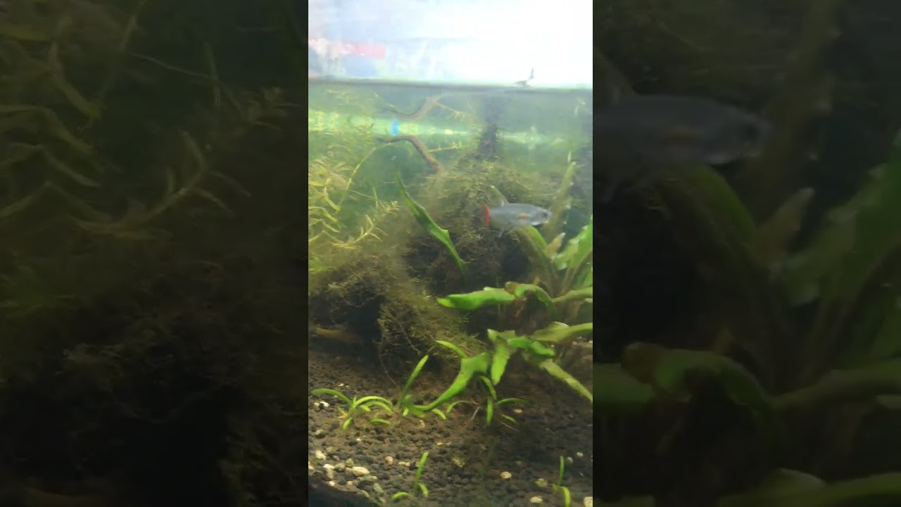 Glass bloodfin tetra#fish #shortsvideo #ytshorts #viral#youtubeshorts