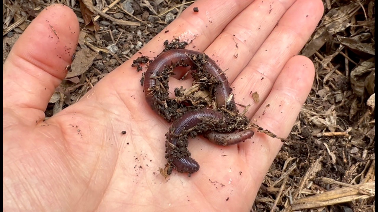 How to restore the soil ecosystem  - Q&A