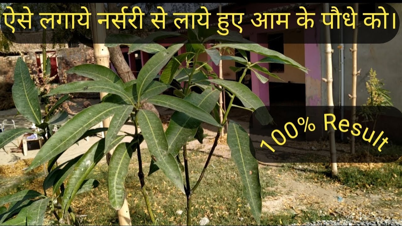 ऐसे लगाये नर्सरी से लाये हुए आम के पौधे को।