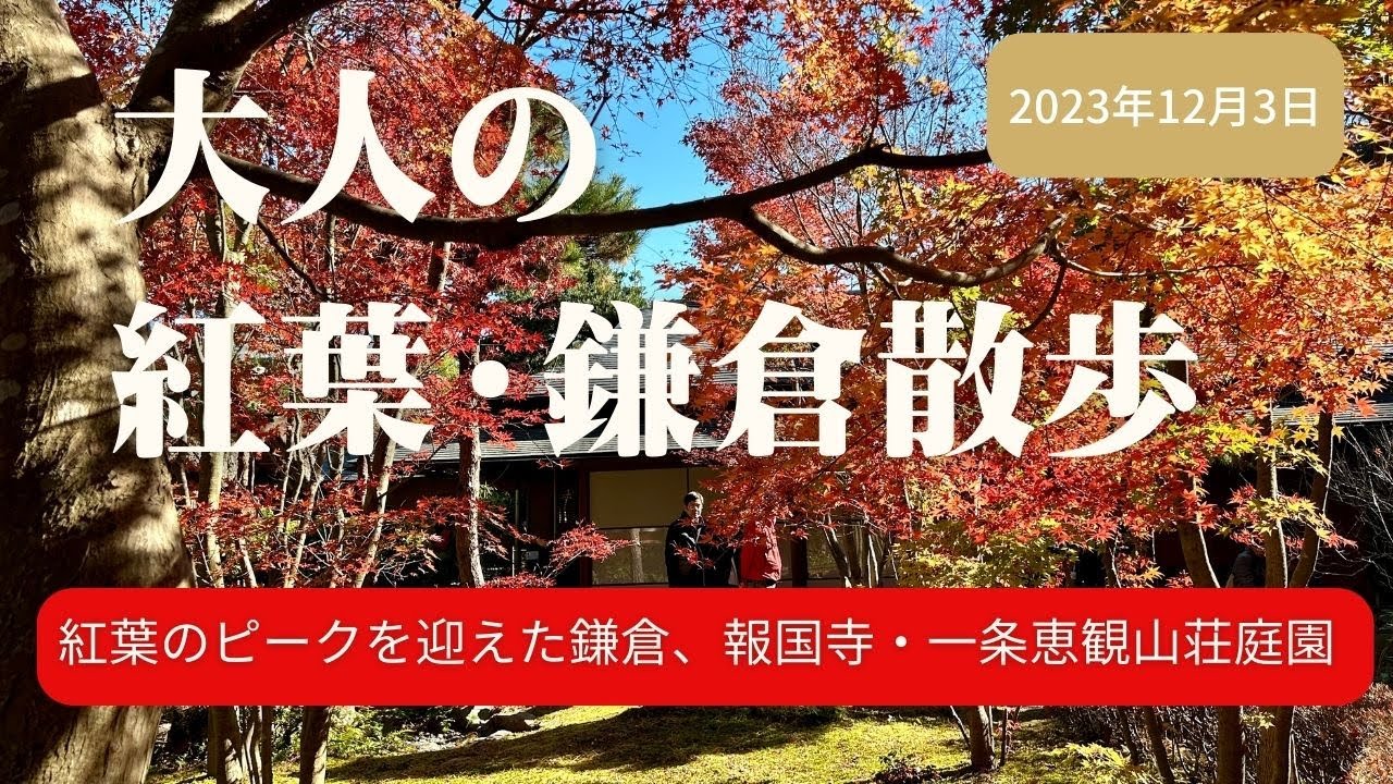大人の紅葉・鎌倉散歩/紅葉の見頃を迎えた鎌倉、報国寺・一条恵観山荘庭園/2023年12月3日