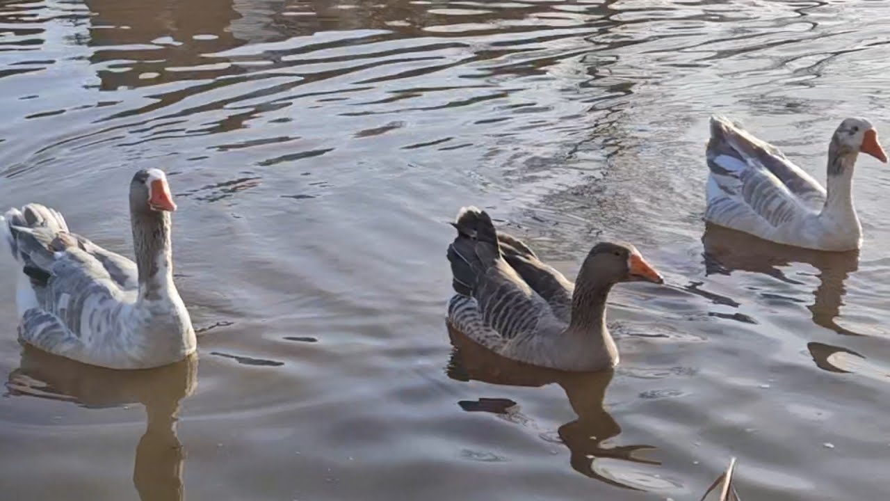 Mute swan, Domestic geese and muscovy ducks 