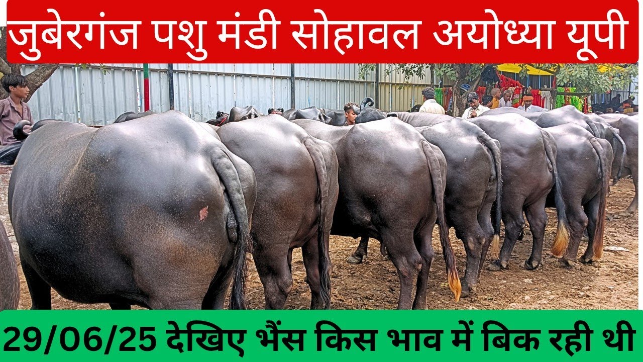 Juberganj pashu Mandi Sohawal Ayodhya UP
