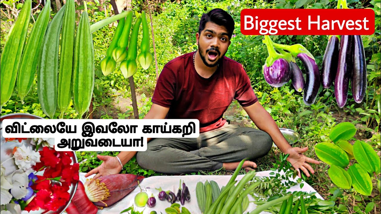செம்மையான நாட்டு காய்கறி அறுவடை.Organic Vegetable Harvest in Home Garden.Exotic Vegetable Harvest