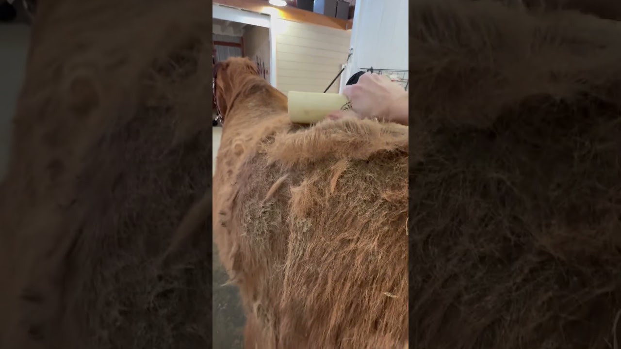 It&rsquo;s shedding season; come groom my horse with me! ASMR #horsegrooming #asmr #asmrsounds #horse