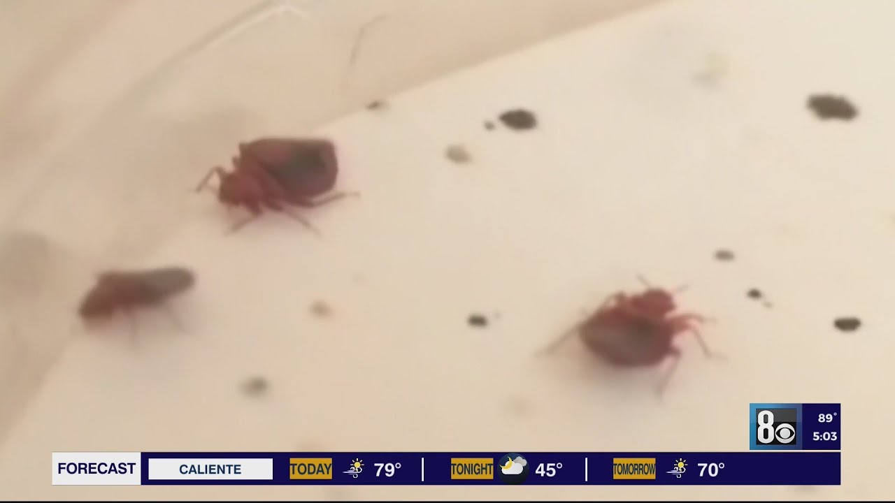 2 Las Vegas Strip hotels sued over bed bugs after hotel guests were allegedly bitten