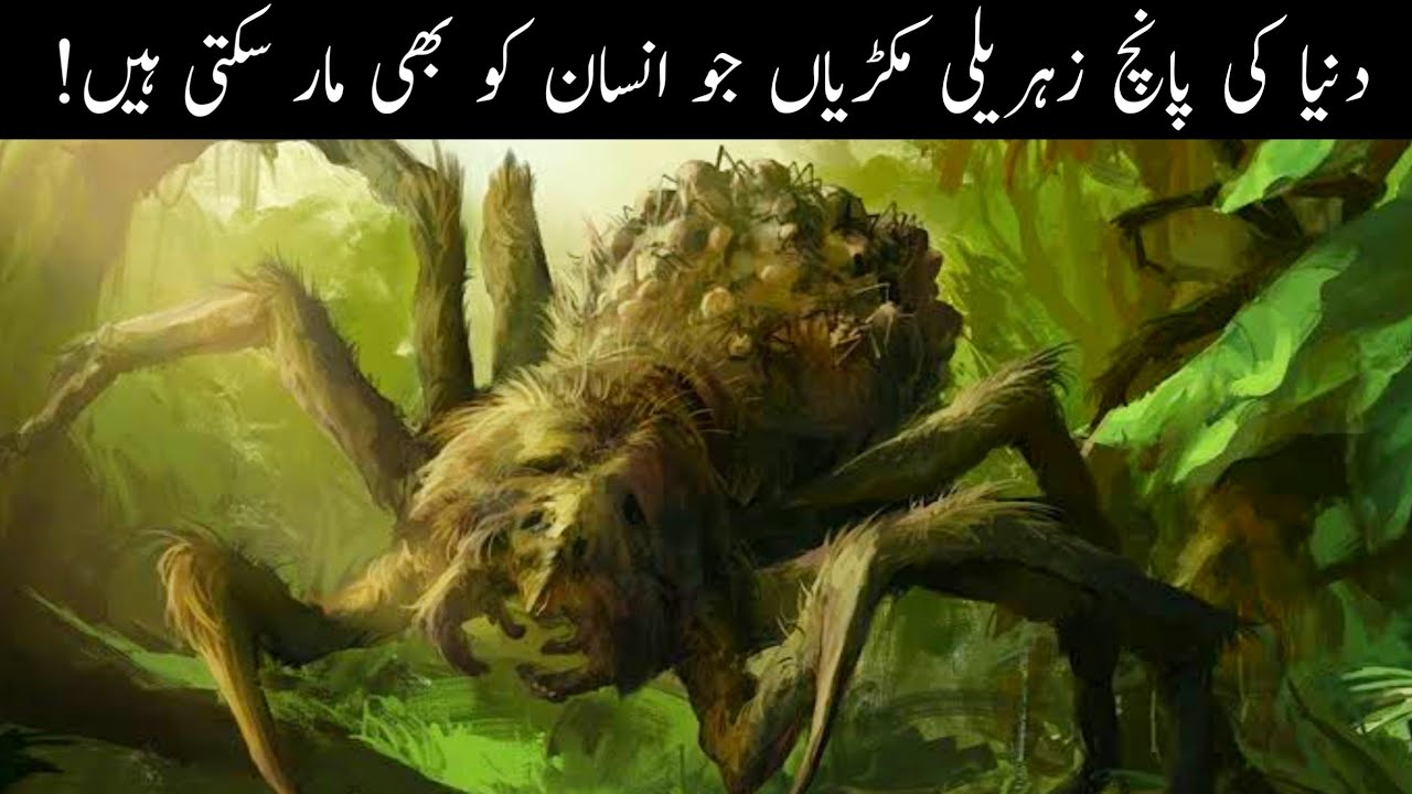 5 Biggest & Dangerous Spiders in The World In Urdu/Hindi | Factical Urdu