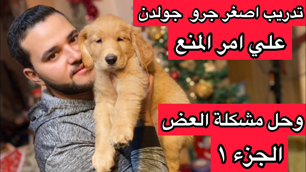 تدريب اصغر كلب جولدن عمرها شهرين علي مشكلة العض وامر المنع مع كلارا القمر ❤️