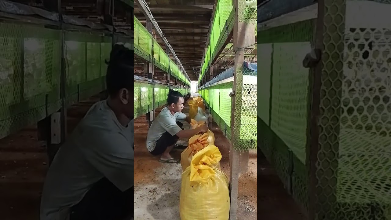 Kerok pupuk TA  yang sangat diminati petani.. 