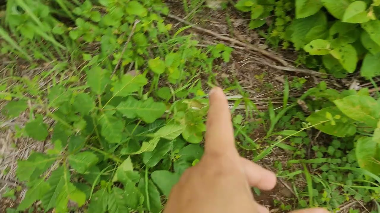 yamadori - PRODURANDO BONSAI NA NATUREZA - em nosso terreno PARTE 2