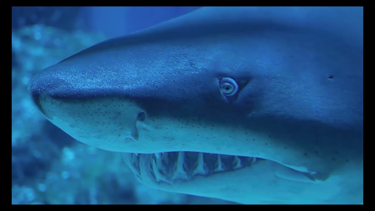 Secrets of the Deep 4K HDR: Sharks, Whales & Hidden Ocean Wonders