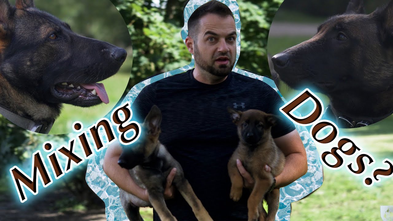 Should I Mix Dogs?