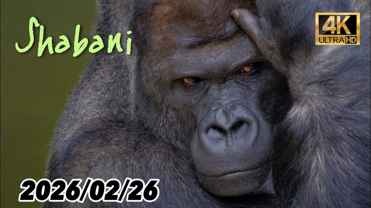 Shabani and his friends captured with a super telephoto lens in this incredibly realistic video