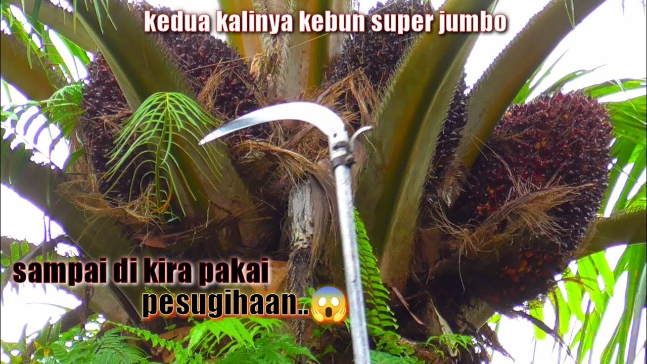 DI LUAR AKMAAL..!! SAMPAI DI KIRA PAKAI PESUGIHAN PENDAPATAN KEBUN INI || PANEN SAWIT SUPER JUMBO