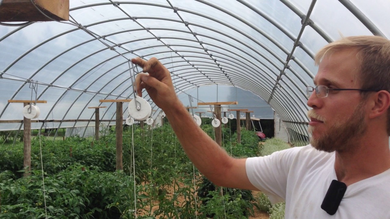 Trellising tomatoes
