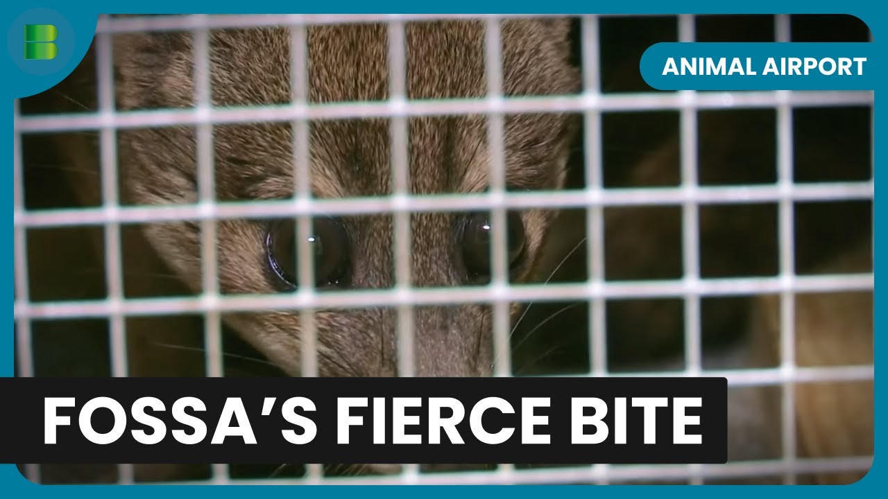 Fossa Feeding Frenzy at Animal Airport - Animal Airport