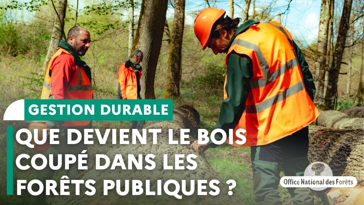 Que devient le bois coupé dans les forêts publiques ?