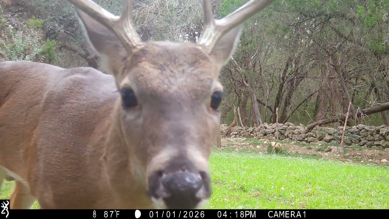 Browning Trail Cam: Mature Buck Chasing Does 1/1/26 4:19pm