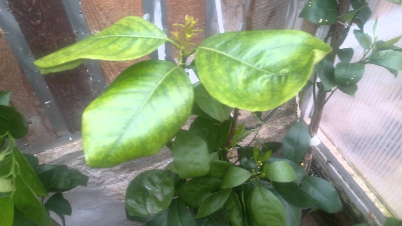 Citrusy &uacute;nor