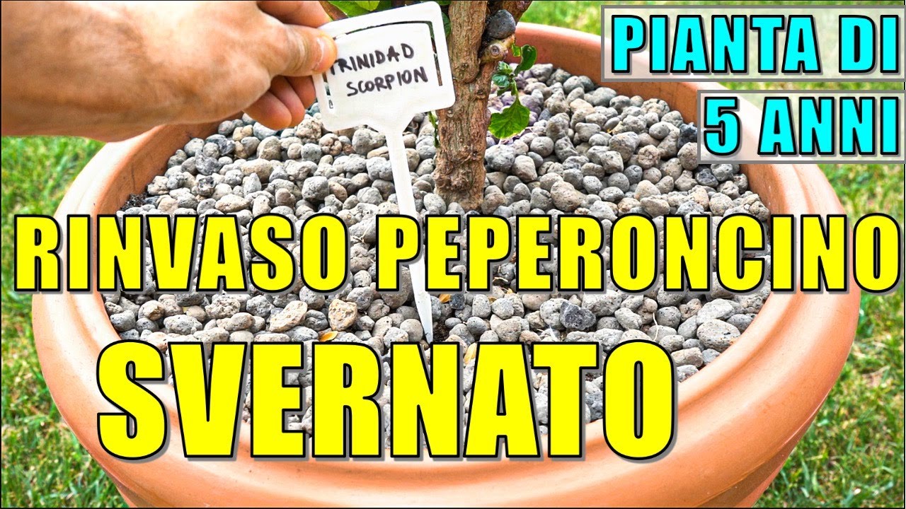 Trinidad Scorpion (Peperoncino di 5 anni) - Come rinvasare e curare dopo l'inverno