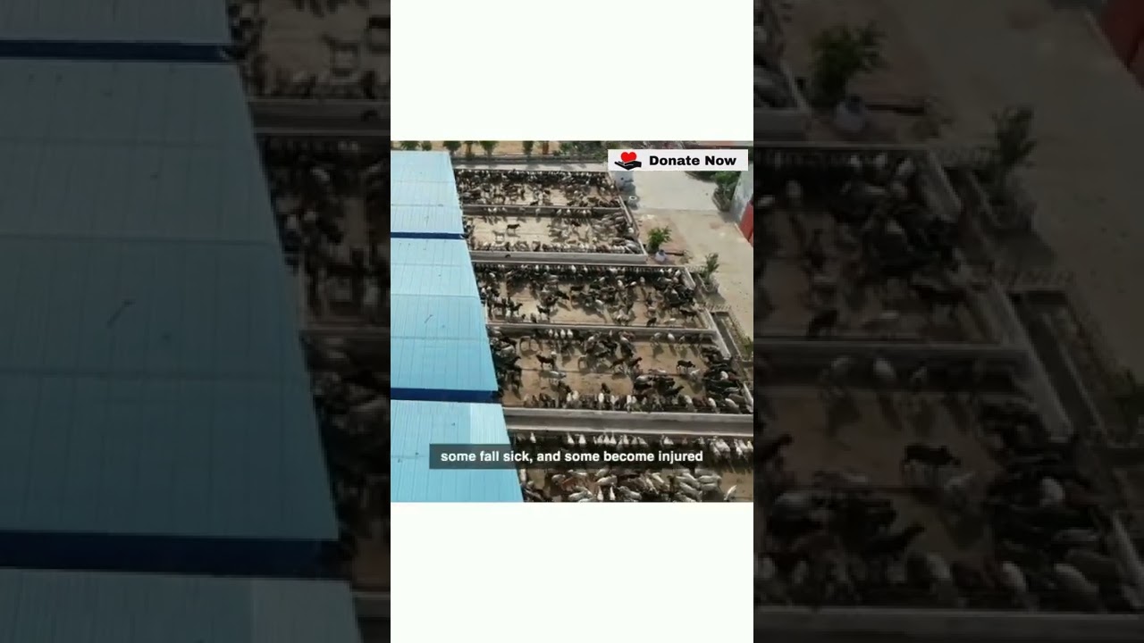 Save The Cow in India #savethecow #cow #donatenow #donate