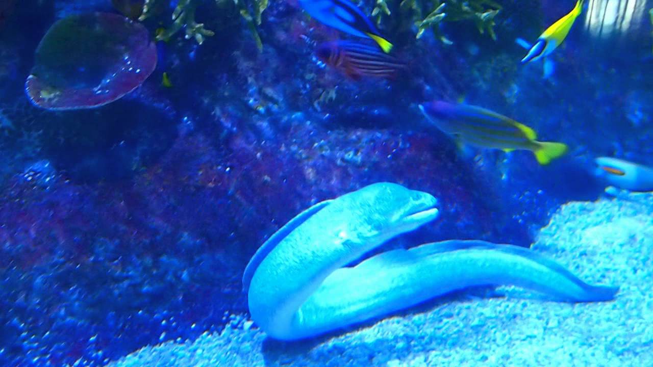 Melbourne Aquarium