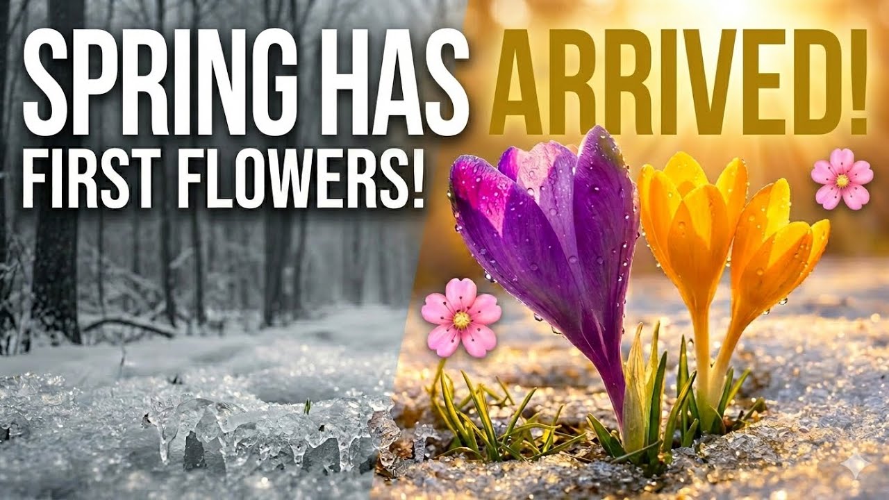 🌸 Feel the Warmth: Spring Has Arrived 🌸