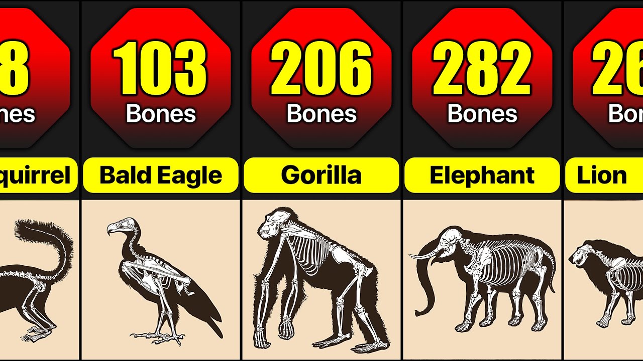 How Many Bones Do Animal Have | Animal Bones Comparison