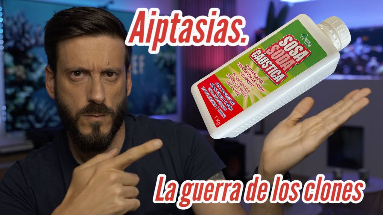 💣💥Cómo eliminar aiptasias del acuario marino. El MÉTODO