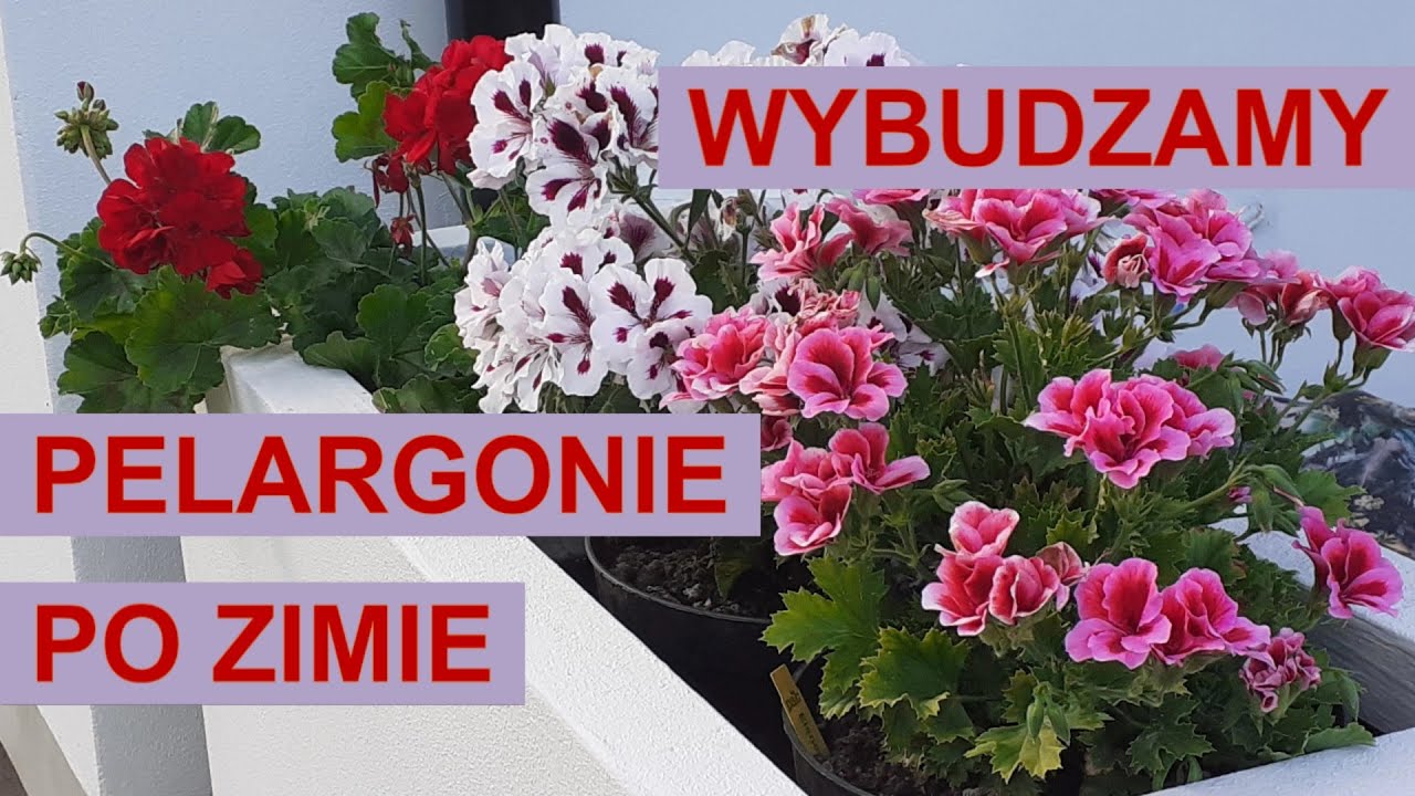 🍀 Wybudzamy pelargonie po zimie. 🌺