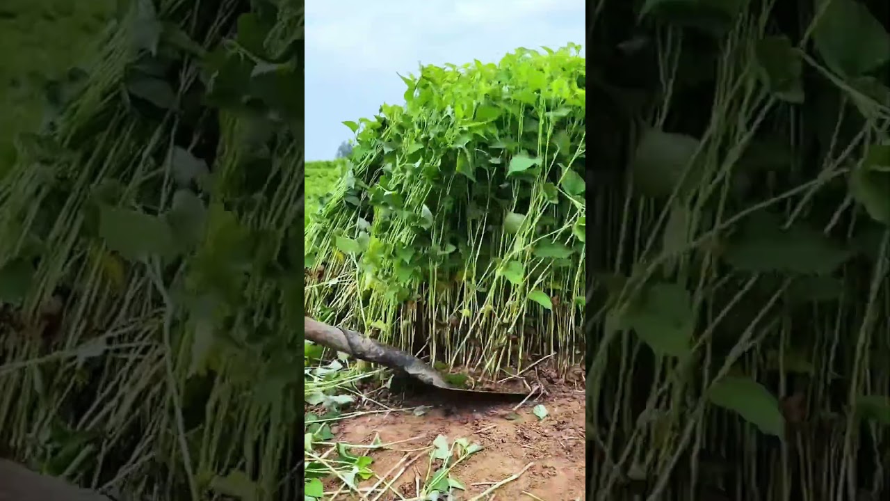 New farmers daily life in the fields #satisfying