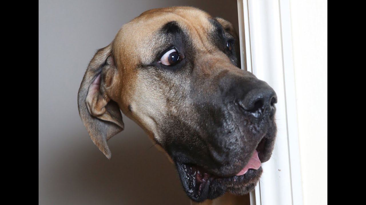 Dog reaction to cake cutting |funny dog| Surprised Dogs| Shocked dog| Shocked dog video