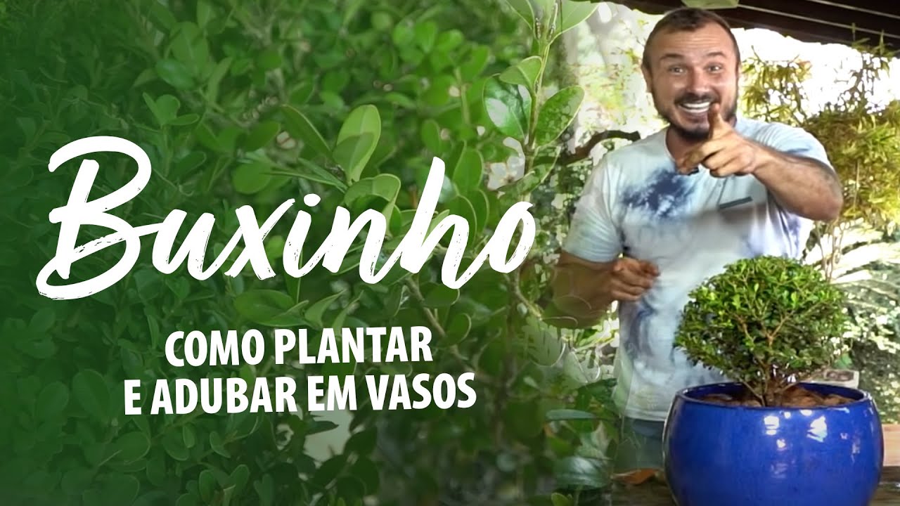 Como plantar e adubar BUXINHO em vasos