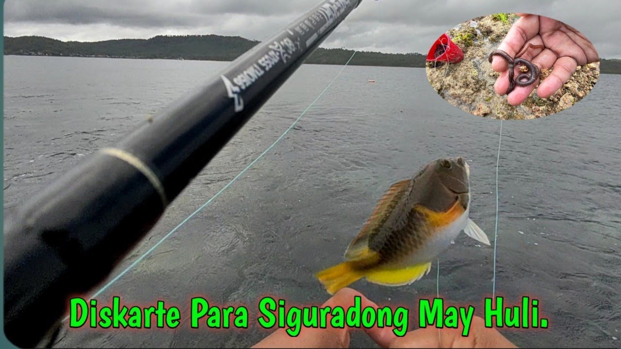 ML Setup | Effective na pamain | Bait and Wait | Urdaneta, Lavezares N. Samar