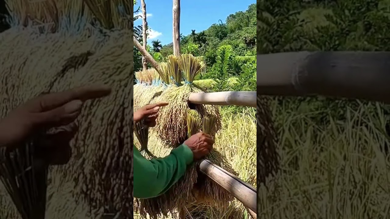 drying rice from the field 