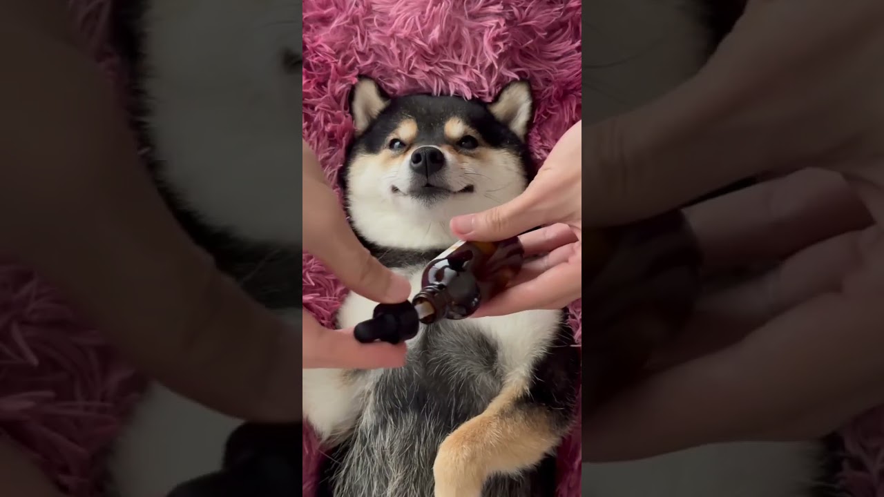 Джейд обожает свой сеанс #спа больше всего на свете. #virialshorts #pets #pet #petlover #dog #usa