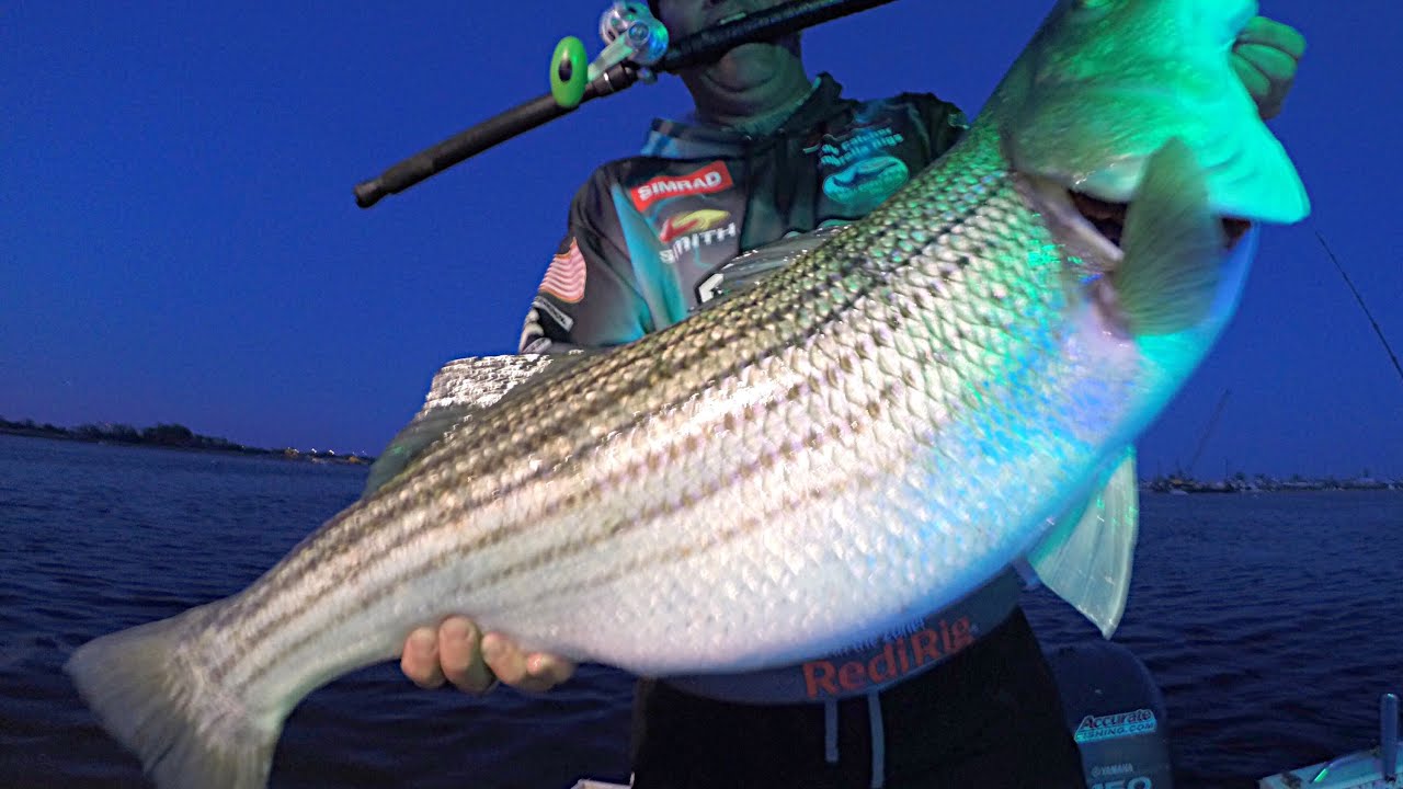 NEW Accurate Fury! A reel specially designed for Striped Bass.