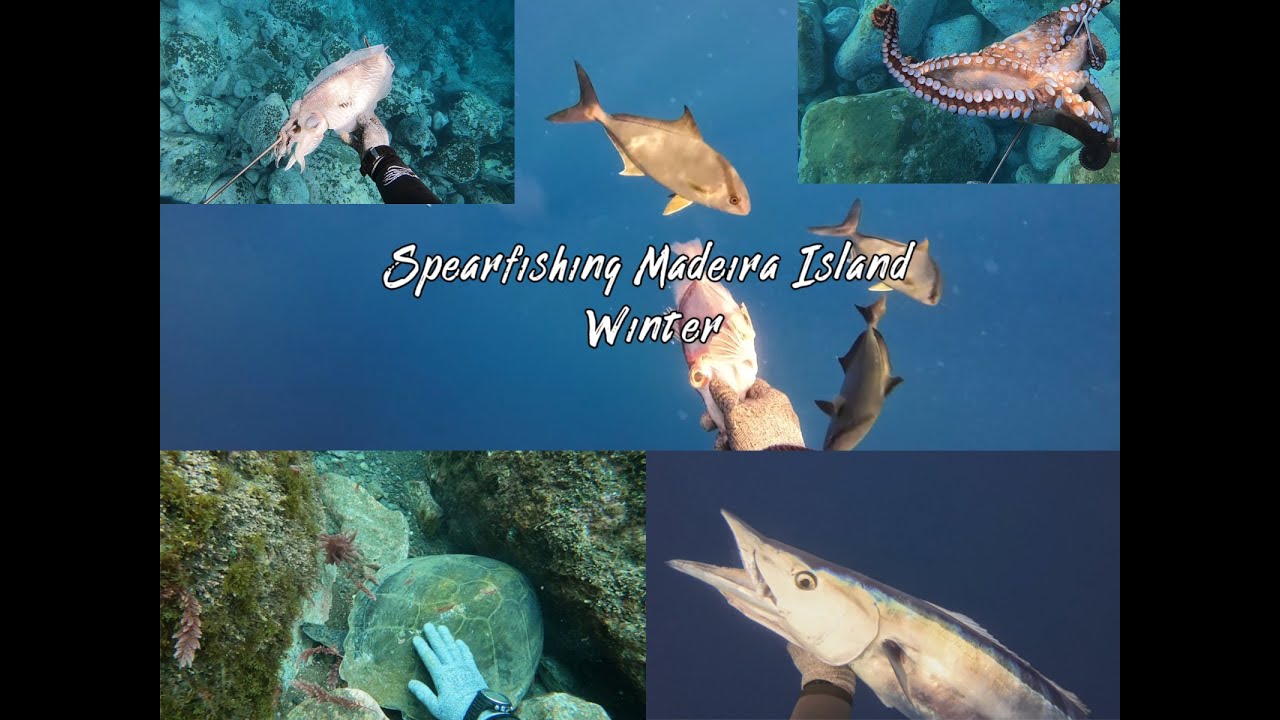 Spearfishing in Madeira Island! WINTER