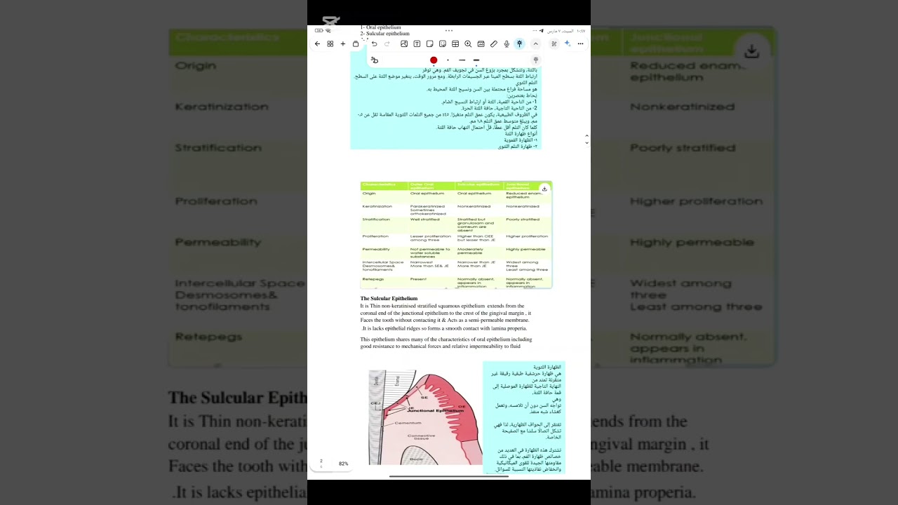 Oral histology lec 23طب الاسنان مرحله ثانيه 