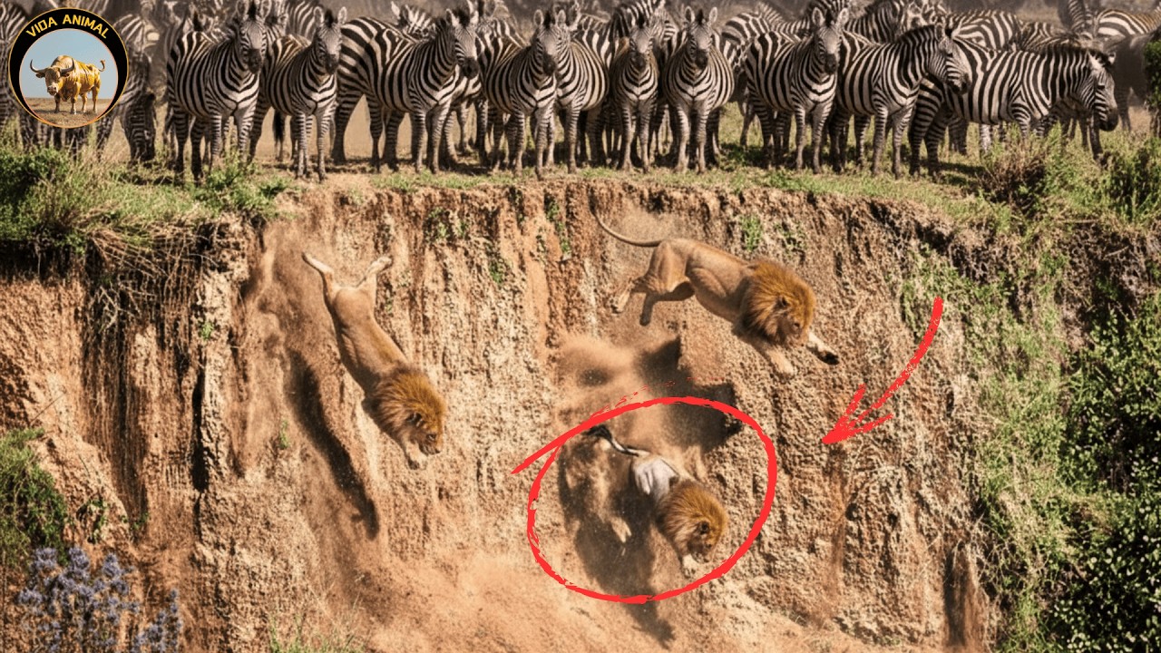 El Ciclo de la Vida en la Sabana Africana &ndash; Depredadores y Presas #animales | Vida Animal TV