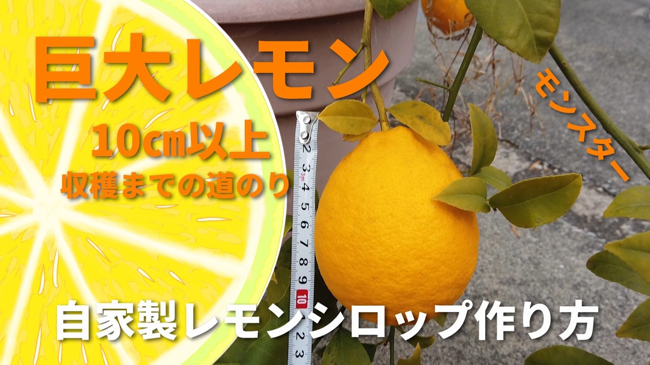 【レモンを育てて3年】ホームセンターでリスボンレモン買って3年！巨大レモンを収穫するまで！！　#収穫祭　#レモン　#ガーデニング