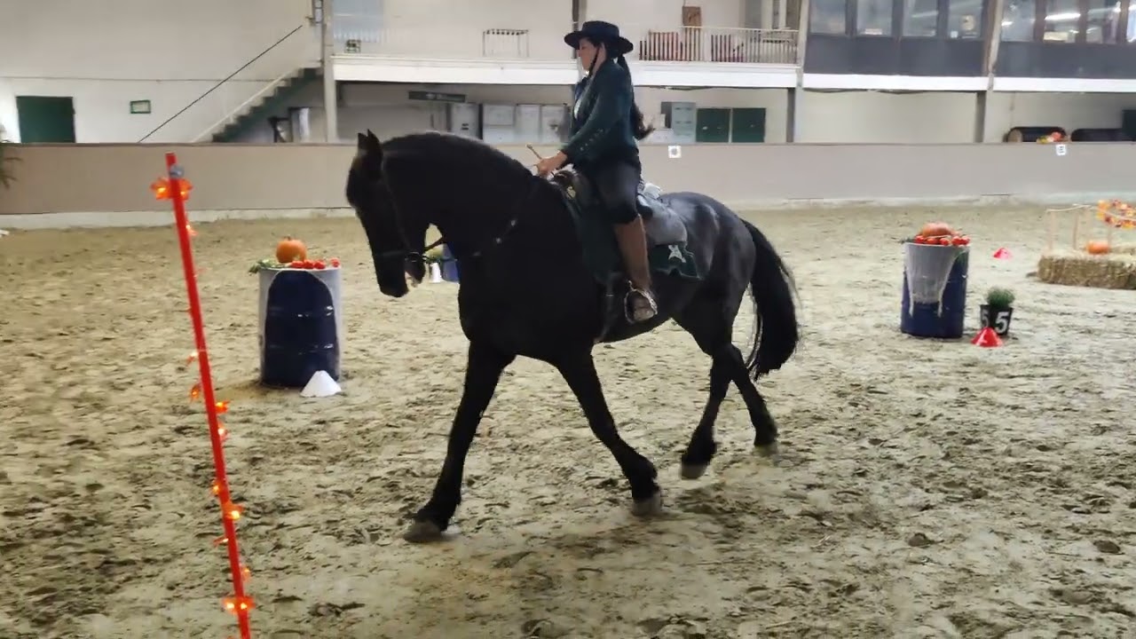 Working Equitation Klasse E Trail Vom Schlachtpferd zum Traumpferd Itamar