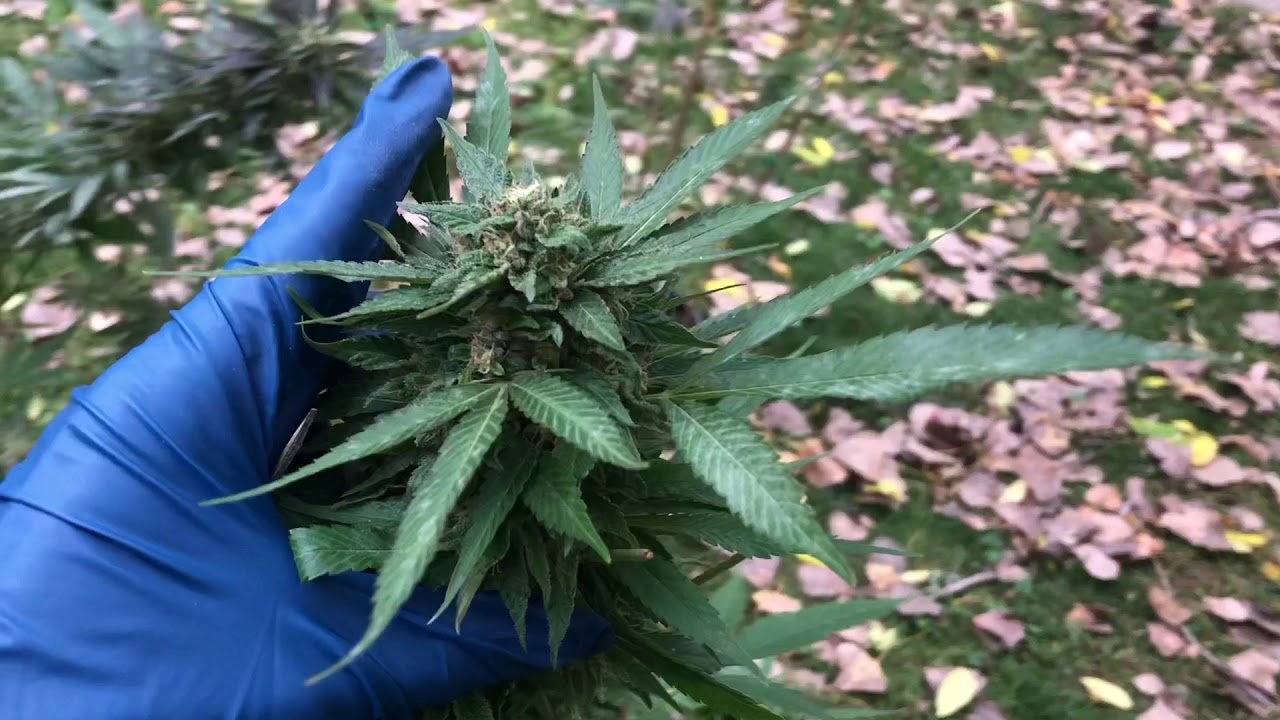 Harvesting My First Grow Outdoor Oct 2020 Huge Yield Cannabis Marijuana