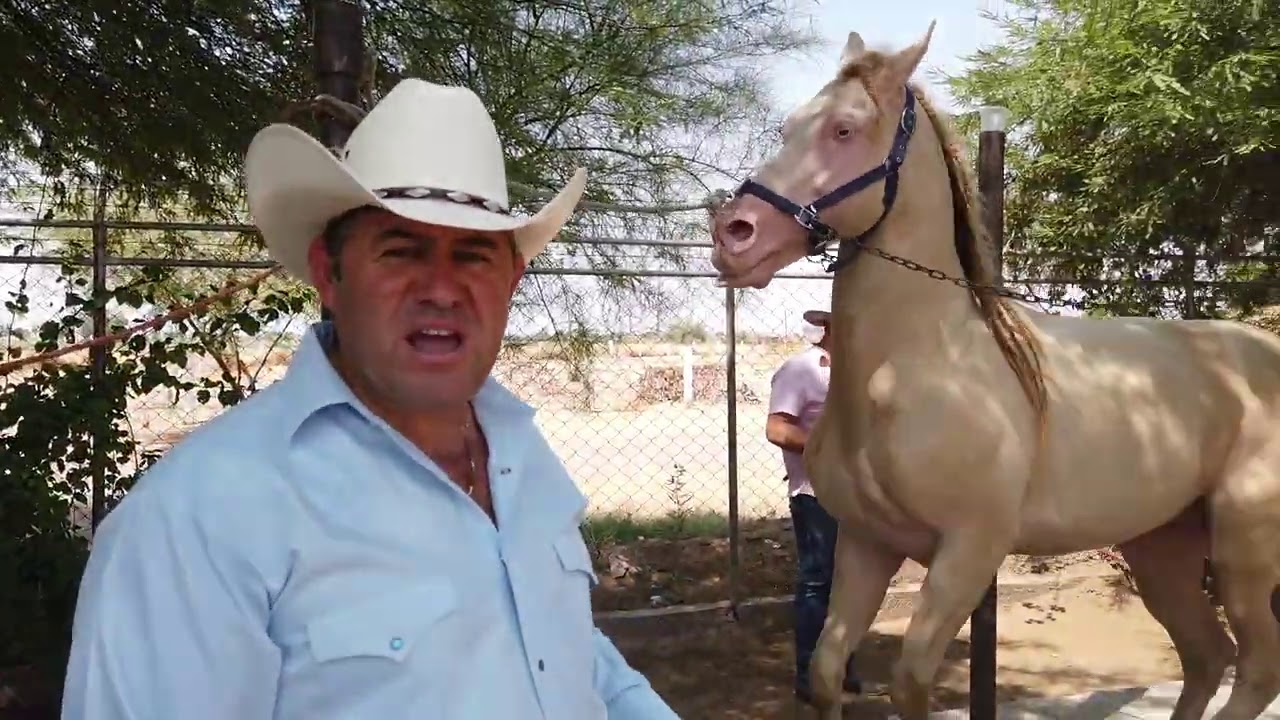 Como Iniciar un Caballo en el Baile - PARTE 2