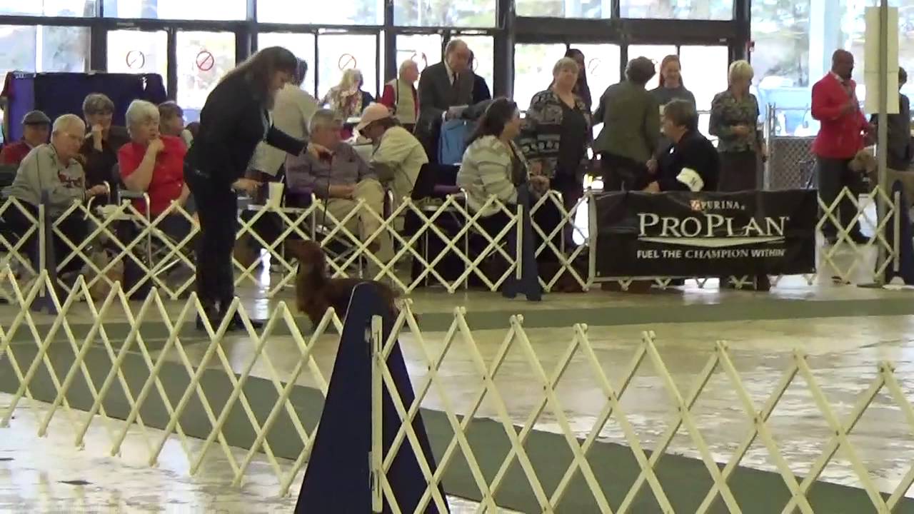 Atlanta Dog Show Friday